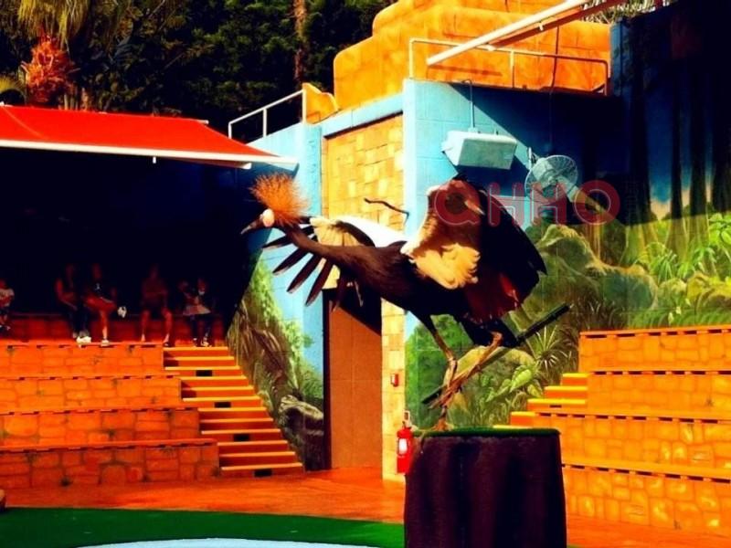 西博城百鸟展览暖场之鹦鹉生病后重视的四件事